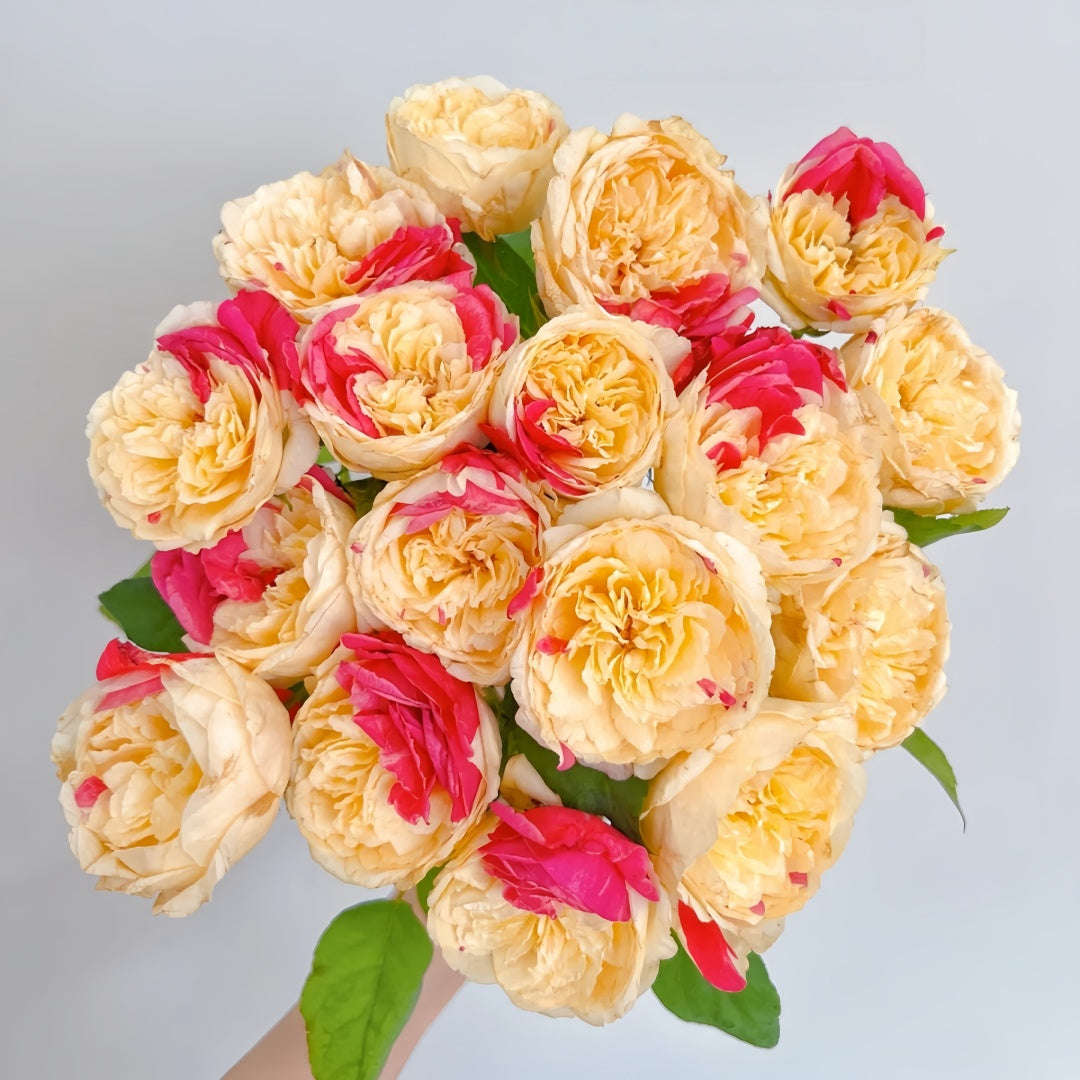 Fugetsu Rose