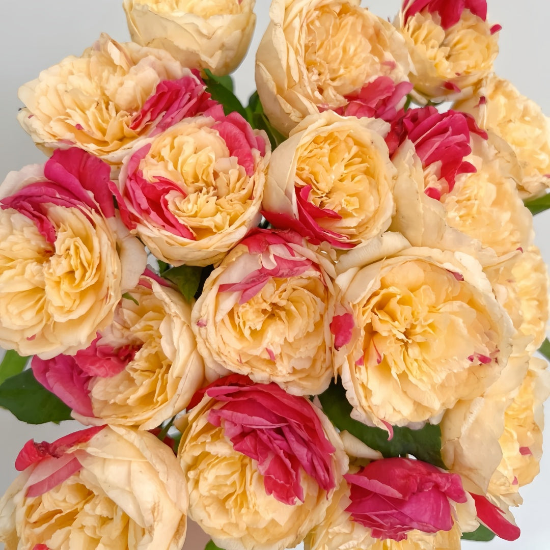 Fugetsu Rose