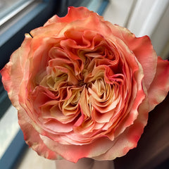 Funky Peach Rose
