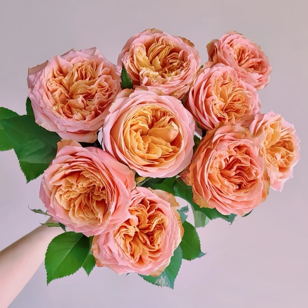 Funky Peach Rose