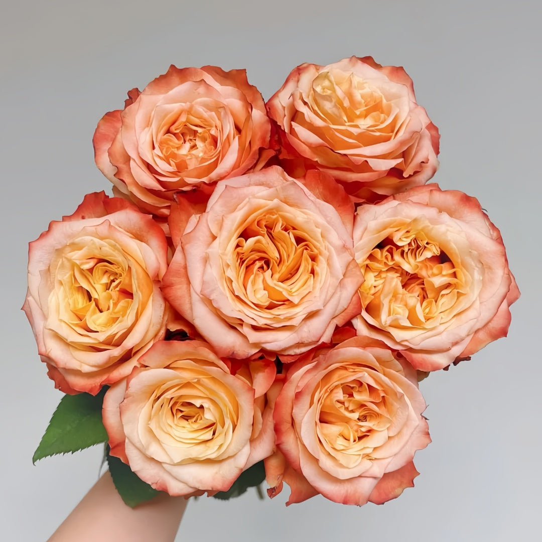 Funky Peach Rose