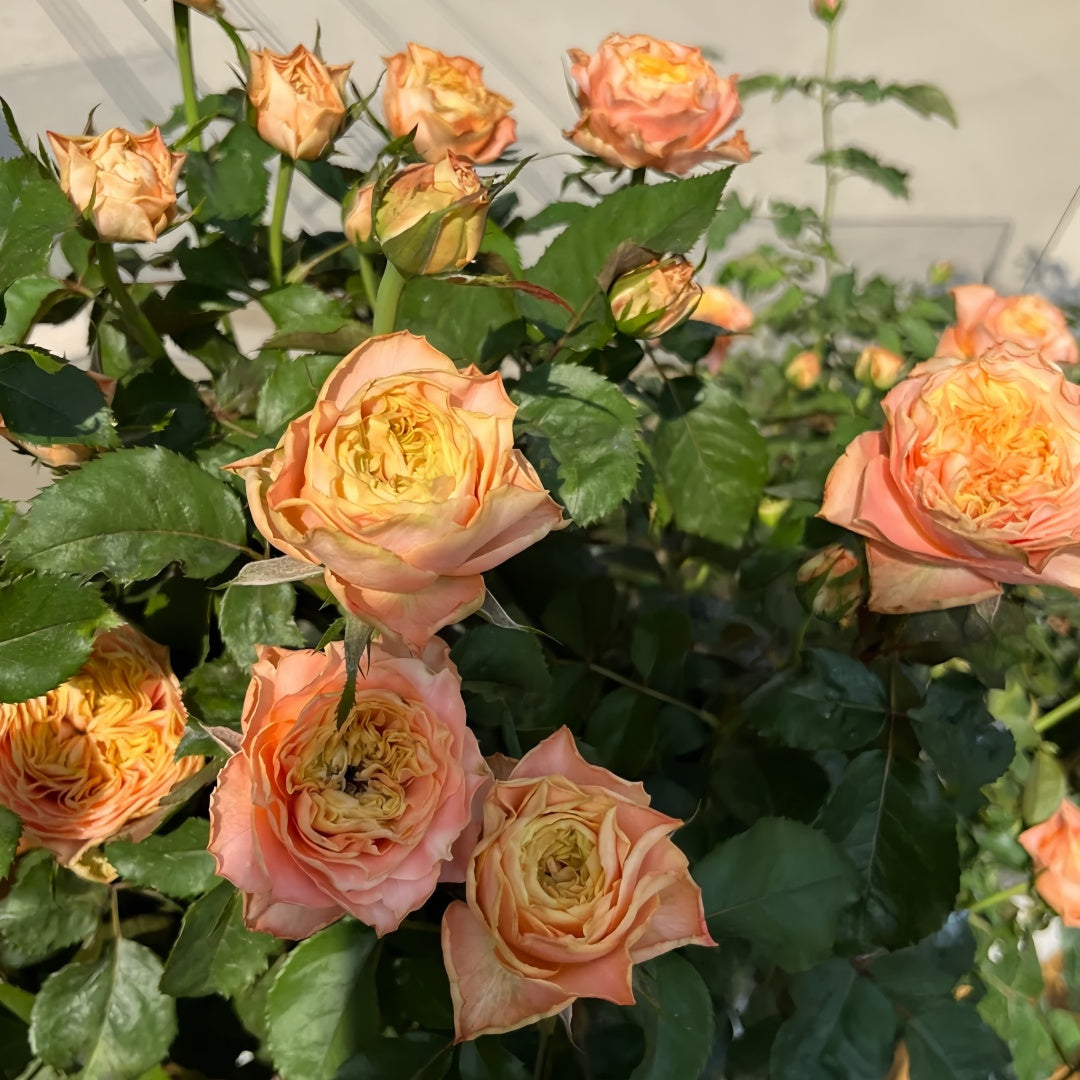 Funky Peach Rose