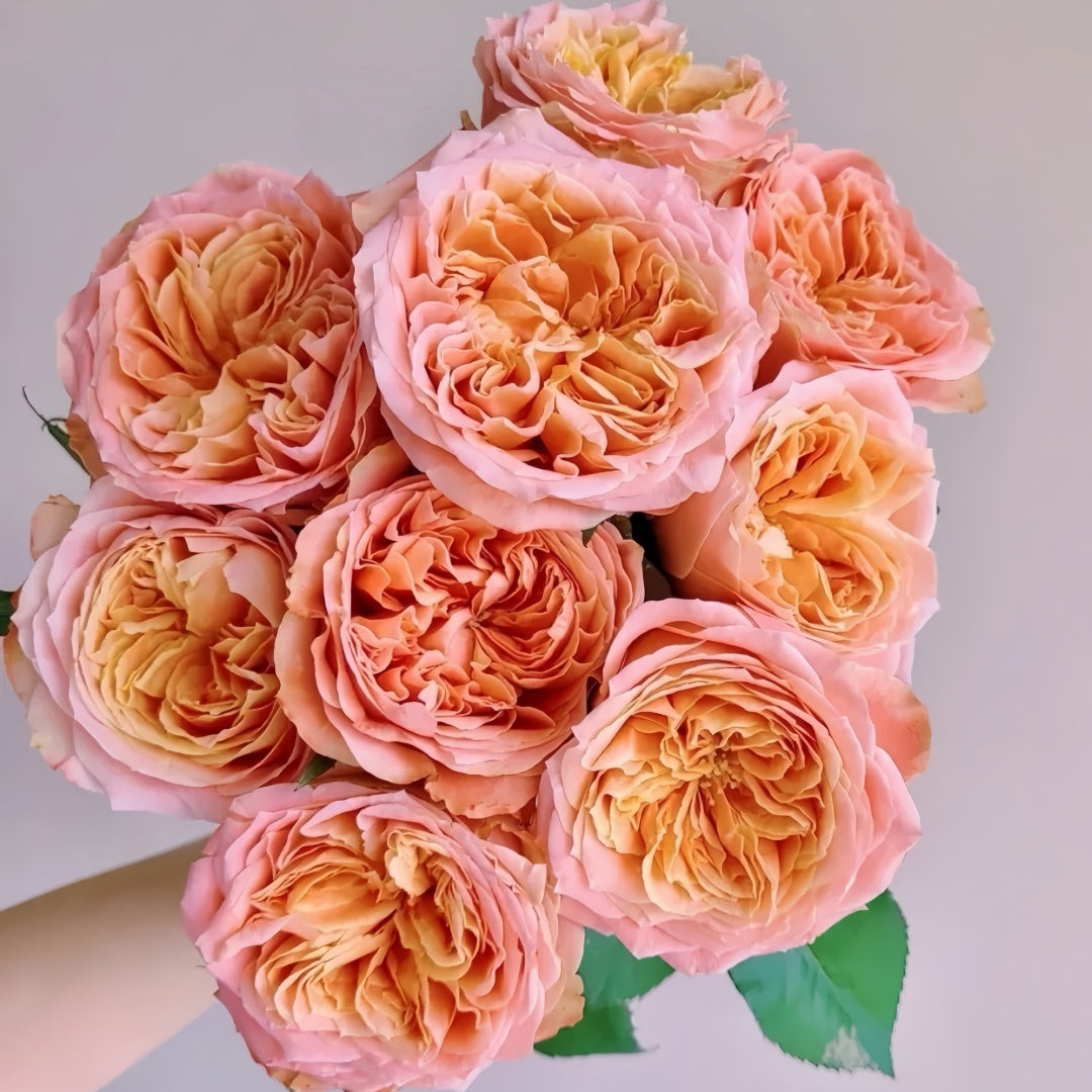 Funky Peach Rose