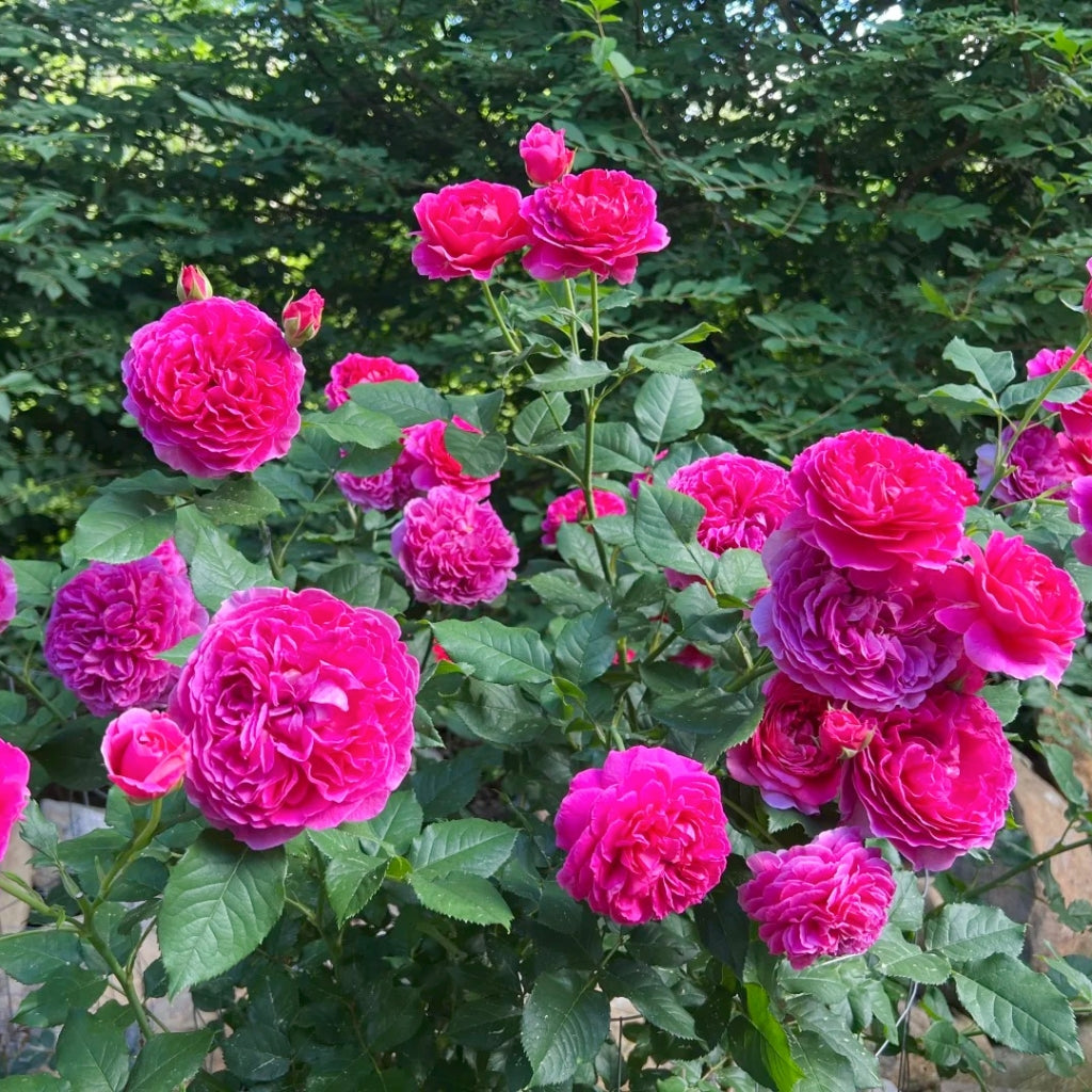Gabriel Oak Rose