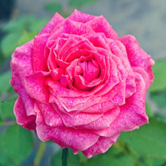 Galaxy Rose