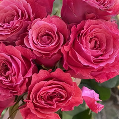 Galaxy Rose