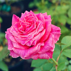 Galaxy Rose