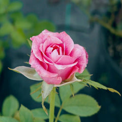 Galaxy Rose