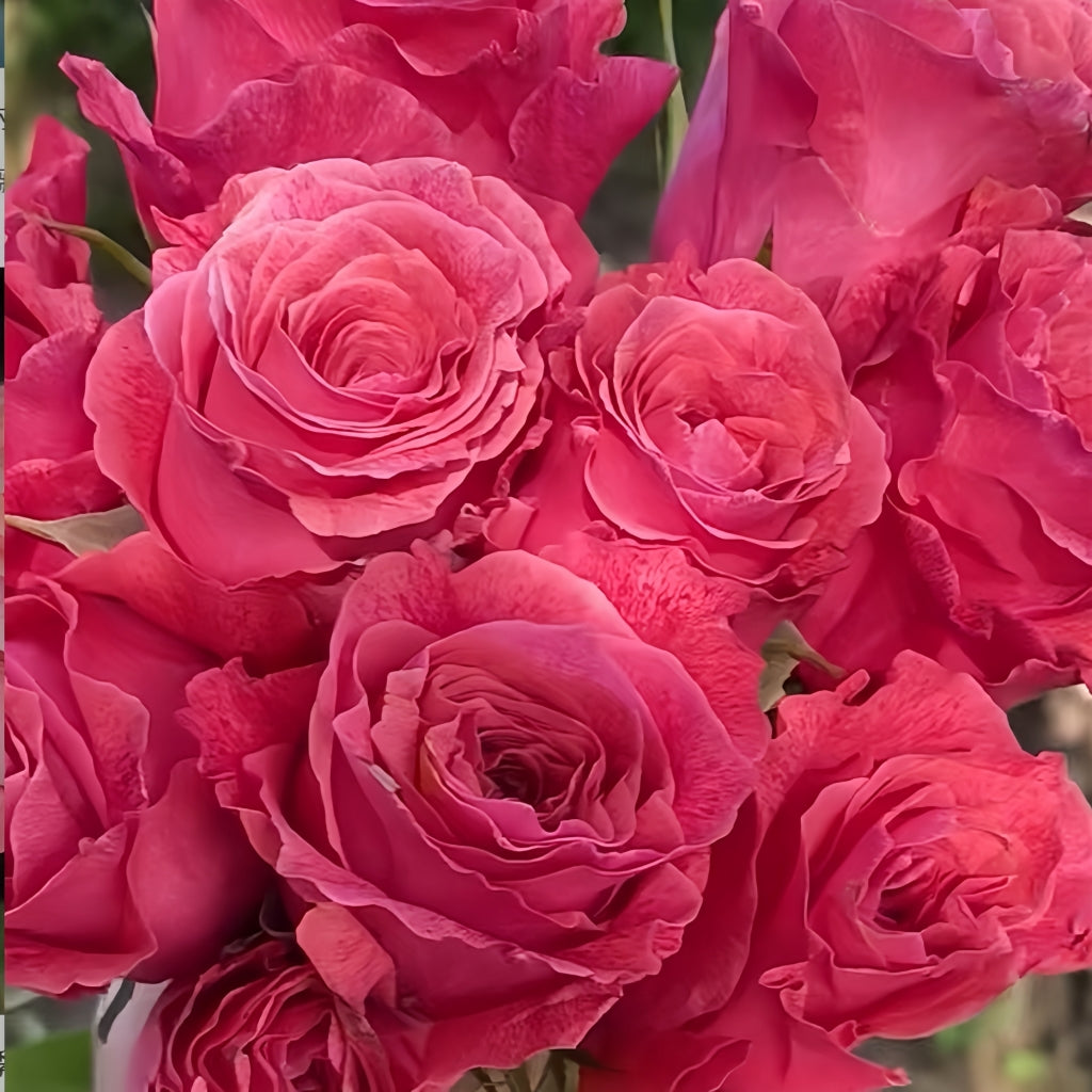 Galaxy Rose