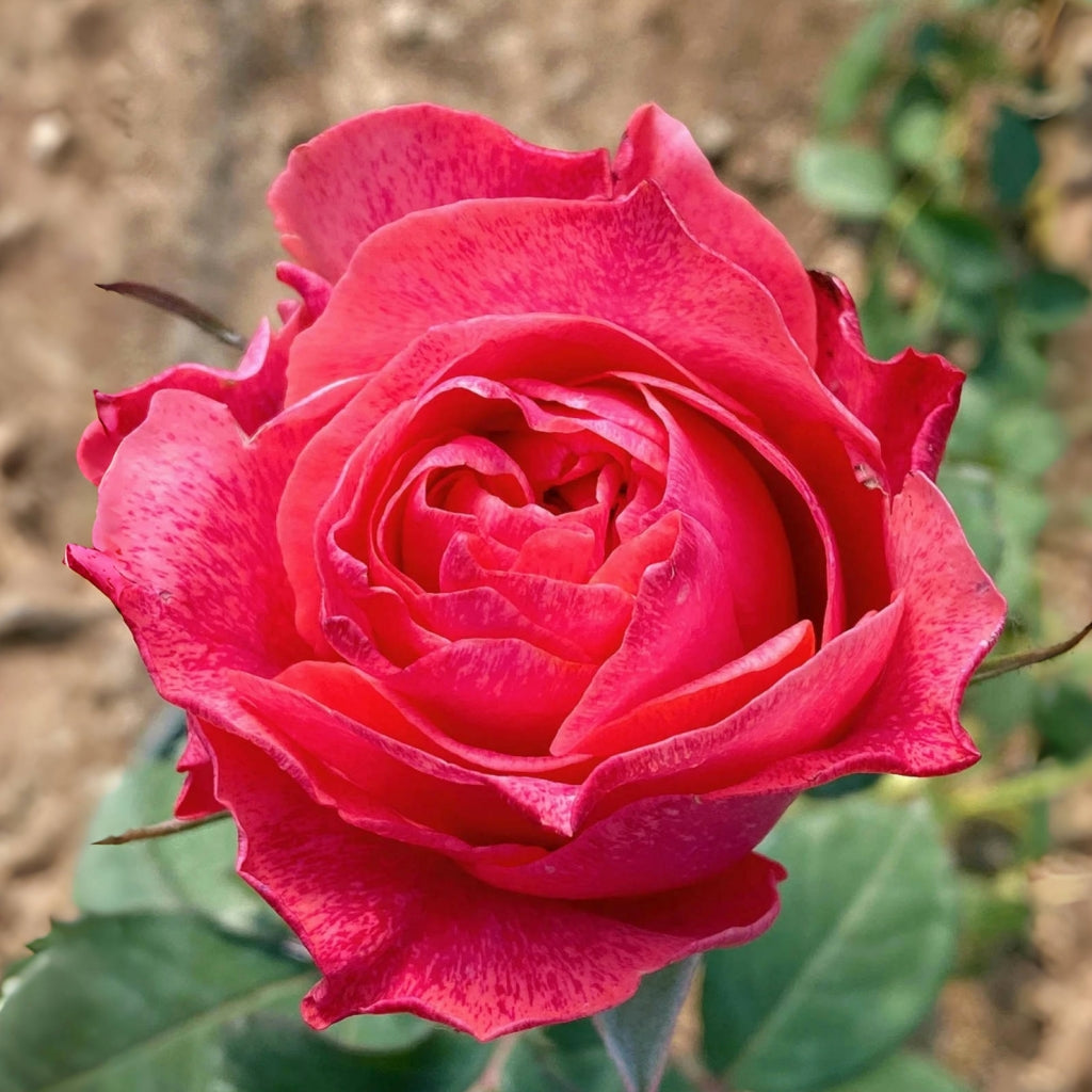 Galaxy Rose