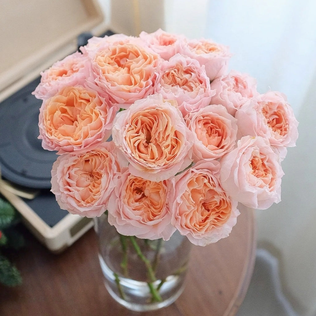 Georgia Peach Rose