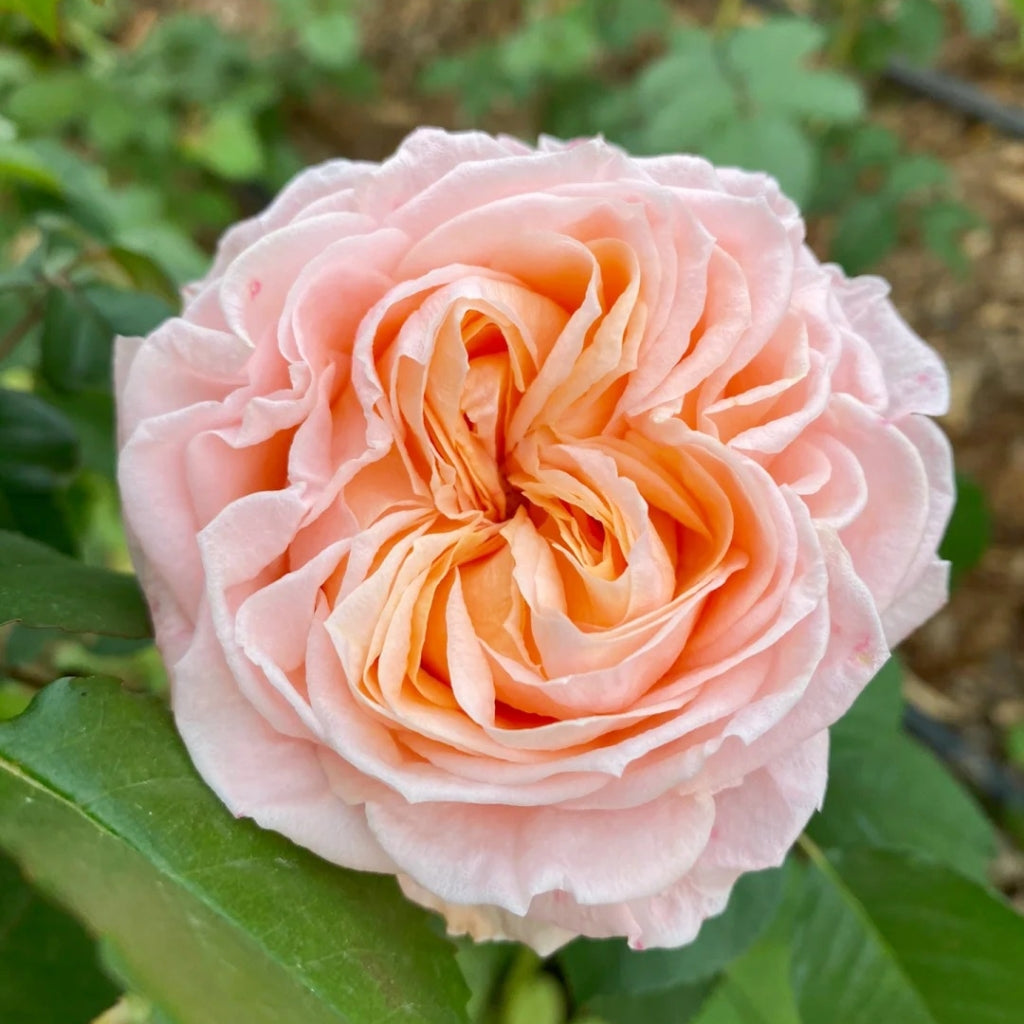 Georgia Peach Rose