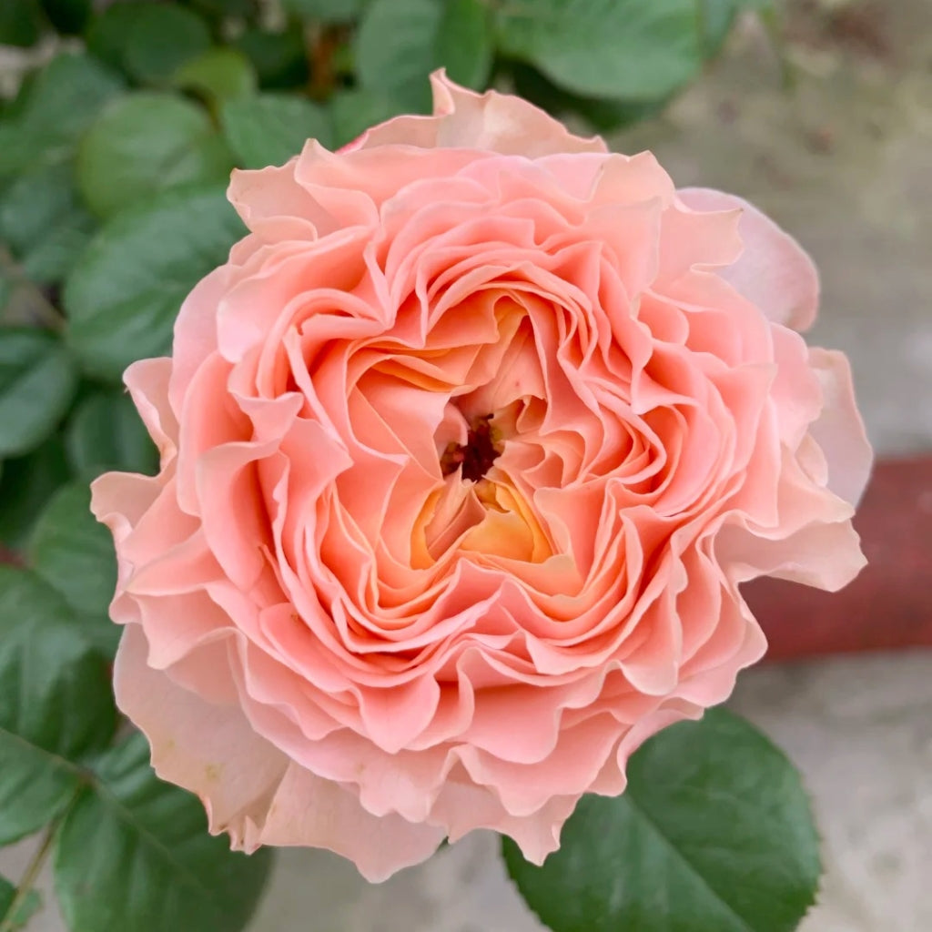 Georgia Peach Rose