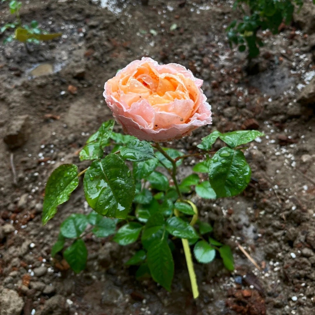 Georgia Peach Rose