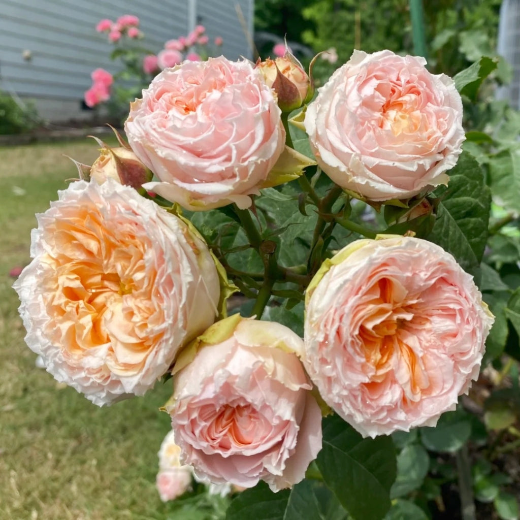 Georgia Peach Rose