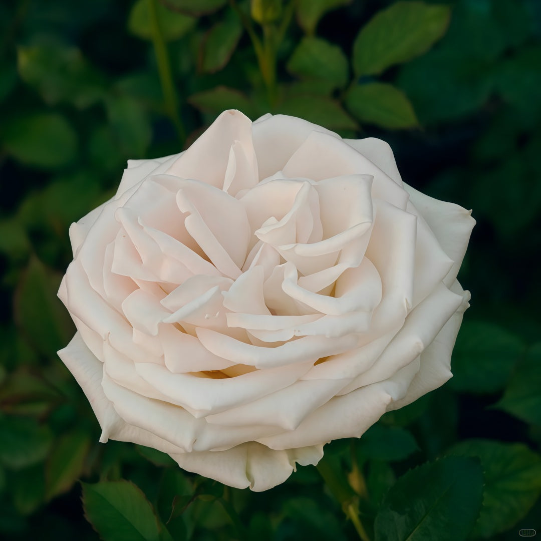 Grobe Roses Ghobi Rose – Rosesplant