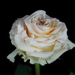 Ghobi Rose