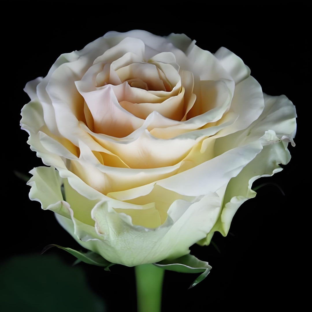 Grobe Roses Ghobi Rose – Rosesplant