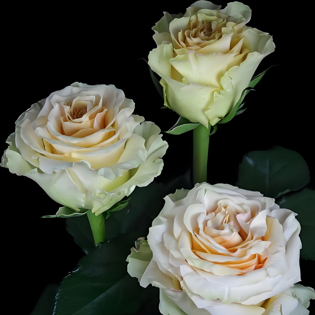 Ghobi Rose
