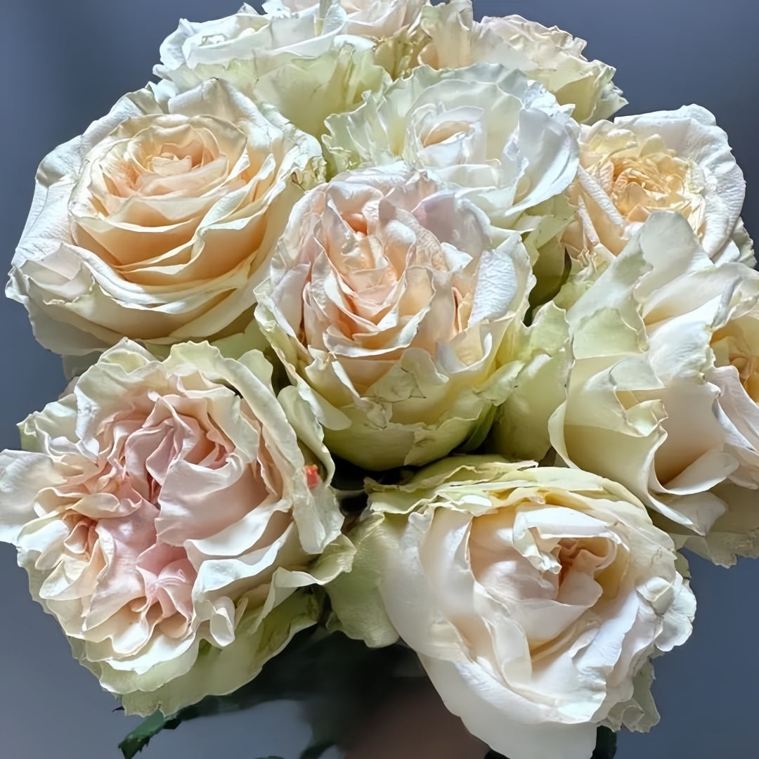 Ghobi Rose