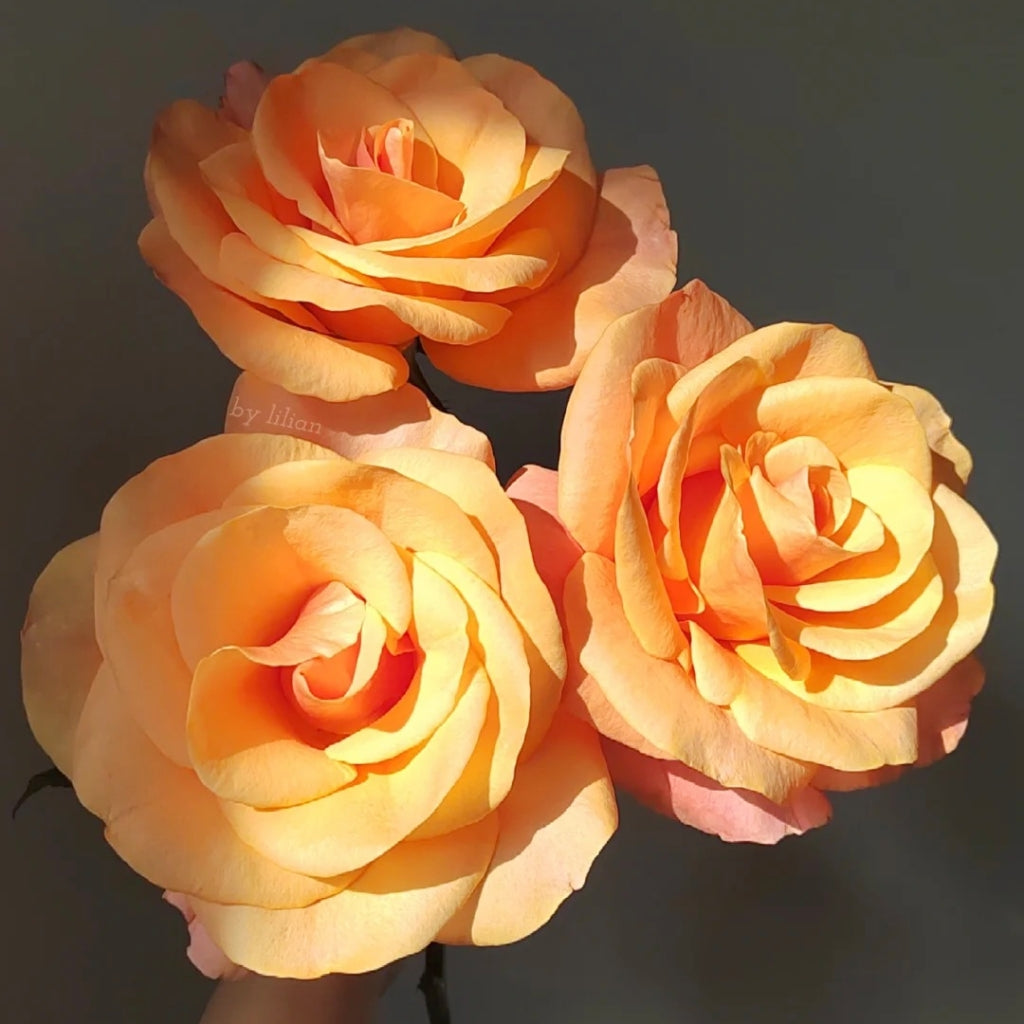 Ginger Cat Rose