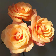 Ginger Cat Rose
