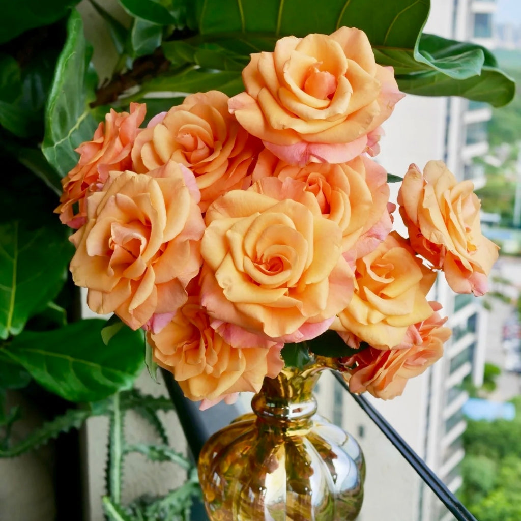 Ginger Cat Rose