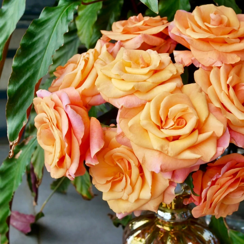 Ginger Cat Rose