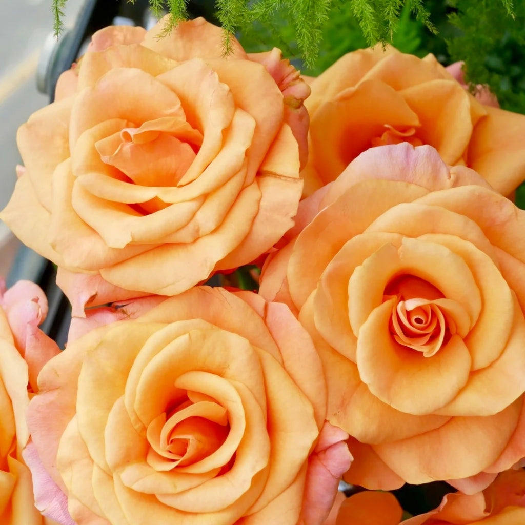 Ginger Cat Rose