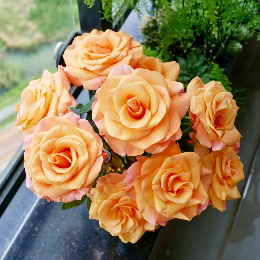 Ginger Cat Rose