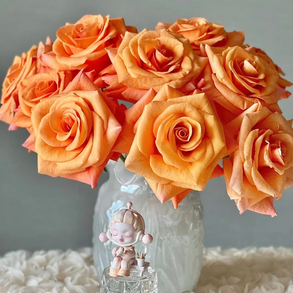 Ginger Cat Rose