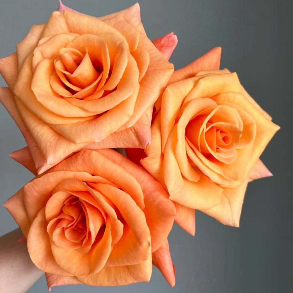 Ginger Cat Rose