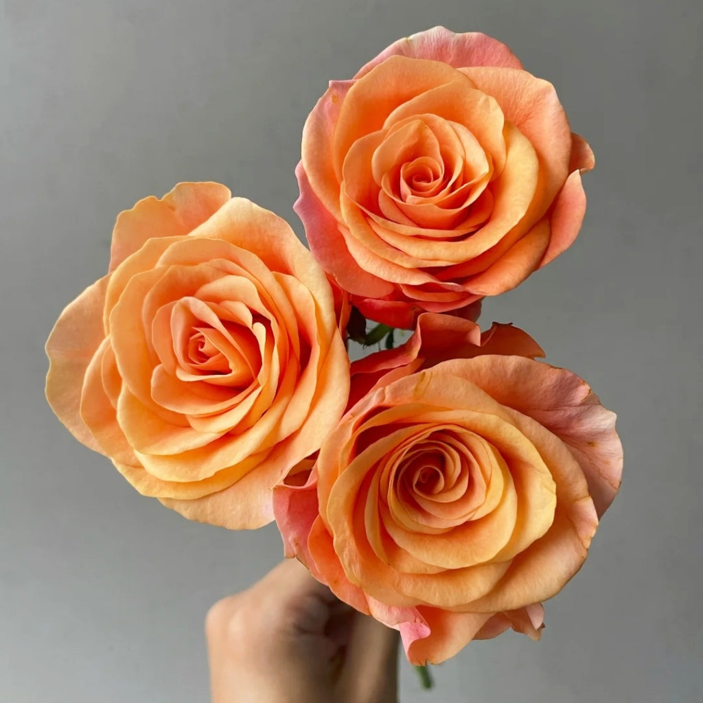 Ginger Cat Rose