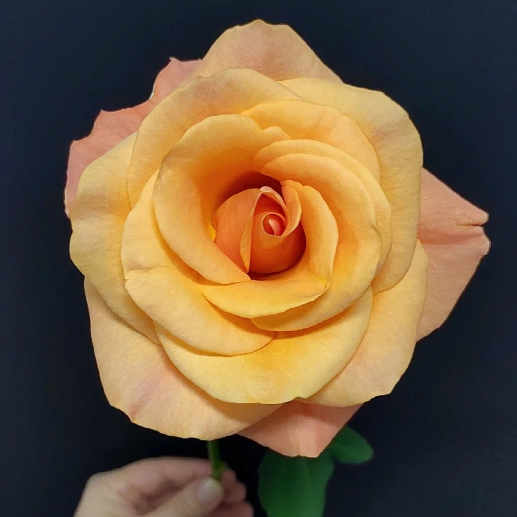 Ginger Cat Rose