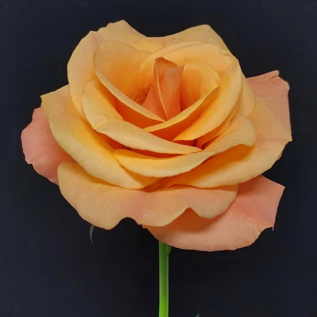 Ginger Cat Rose