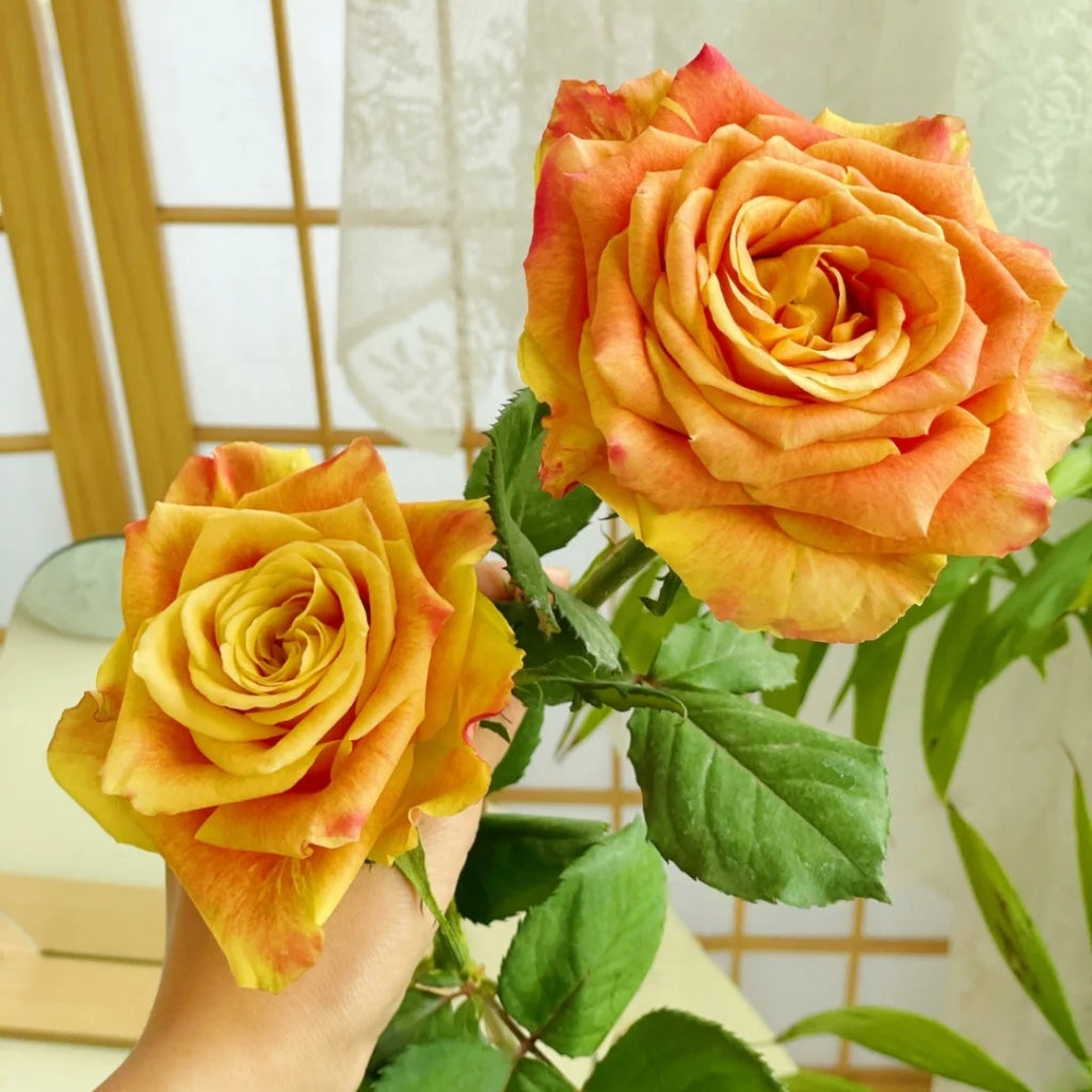 Gold Coast Rose