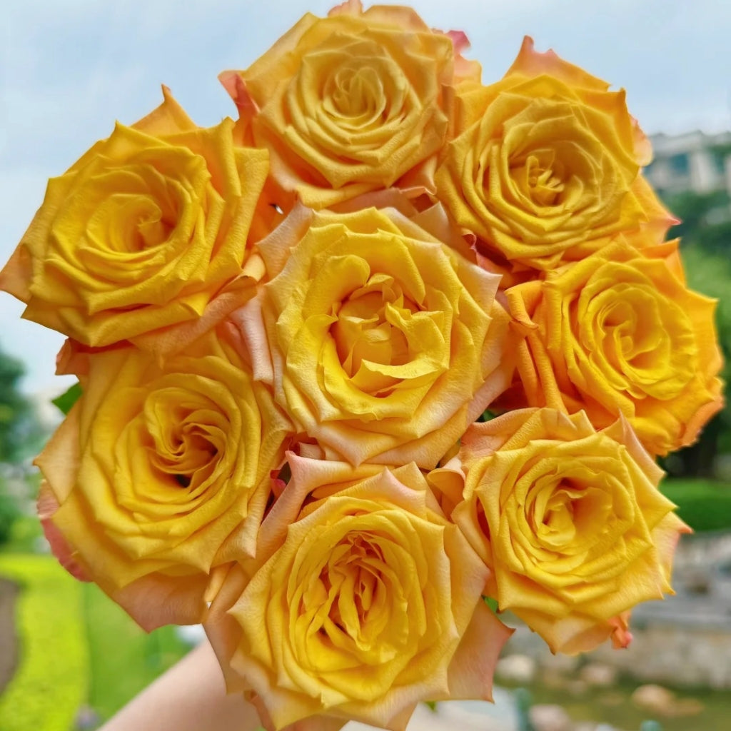 Gold Coast Rose