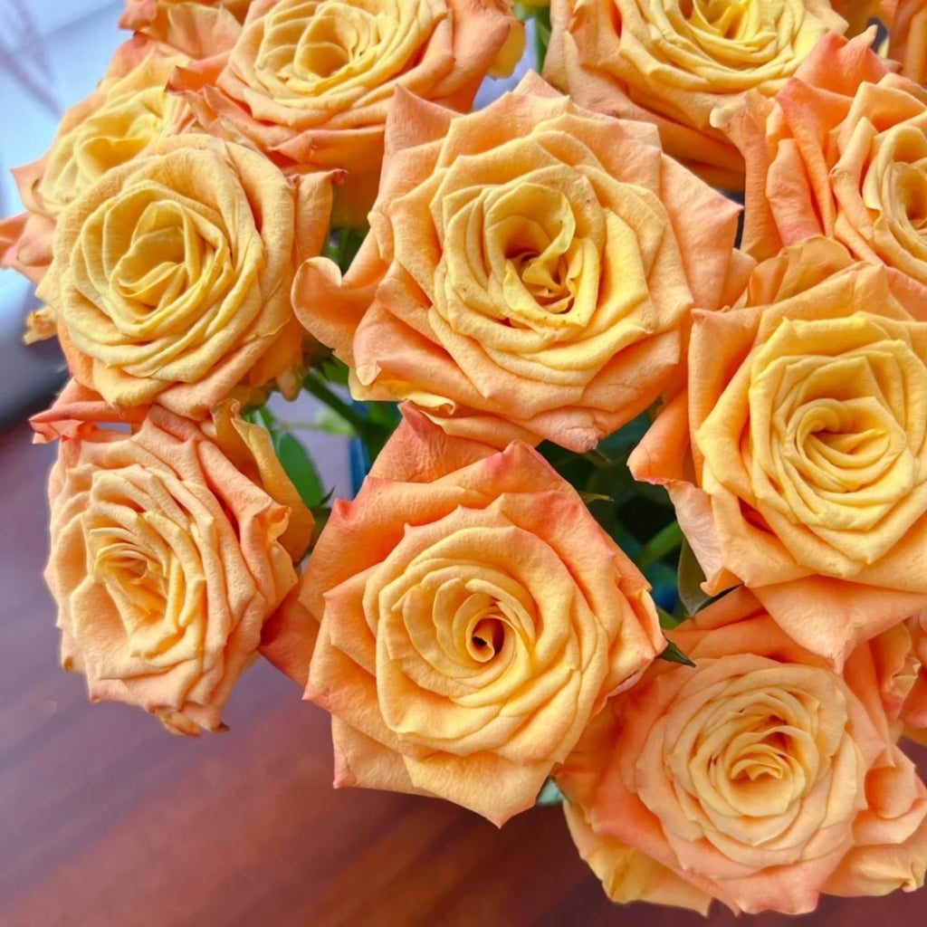 Gold Coast Rose