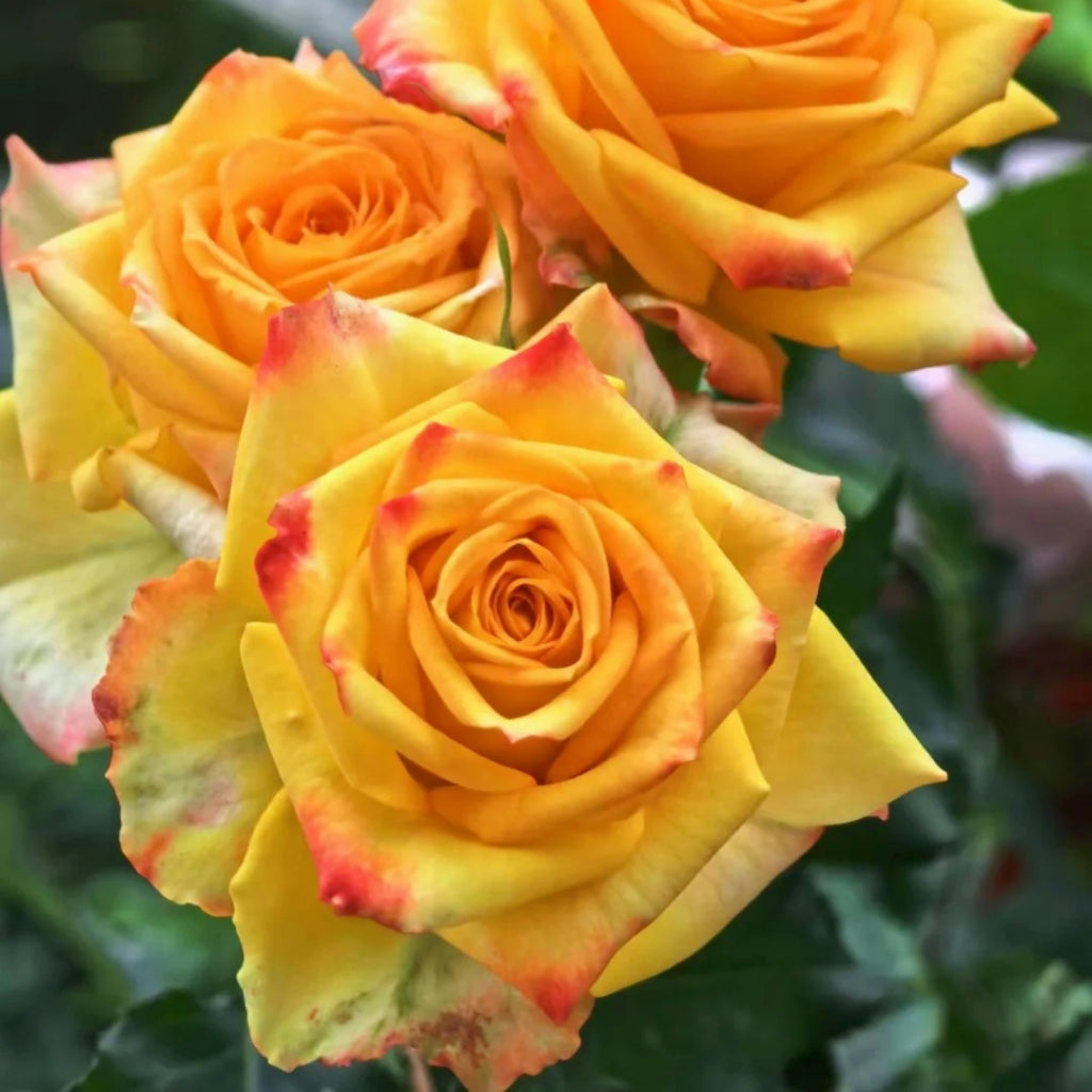 Gold Coast Rose