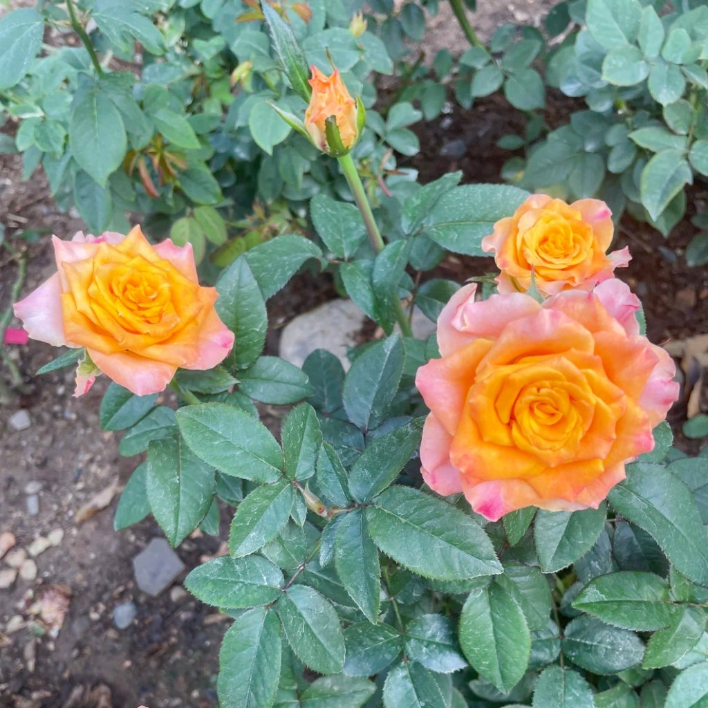 Gold Coast Rose