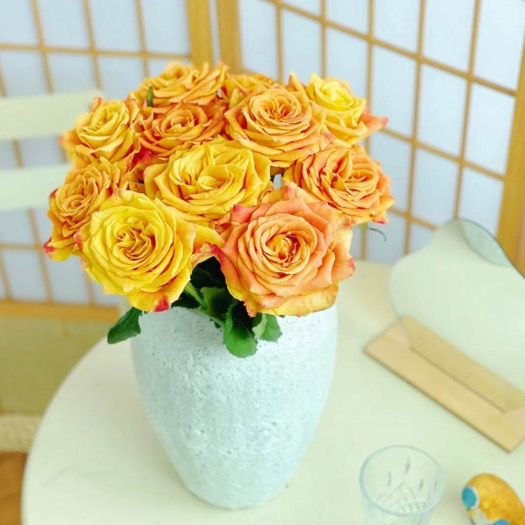 Gold Coast Rose