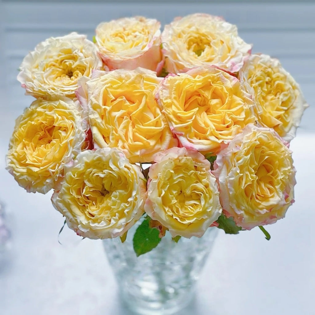 Golden Wave Rose