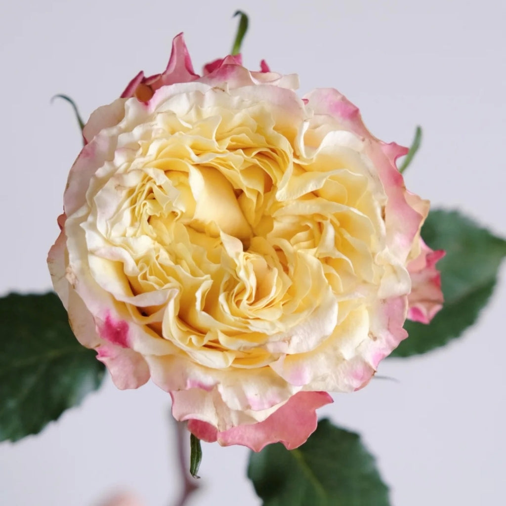 Golden Wave Rose