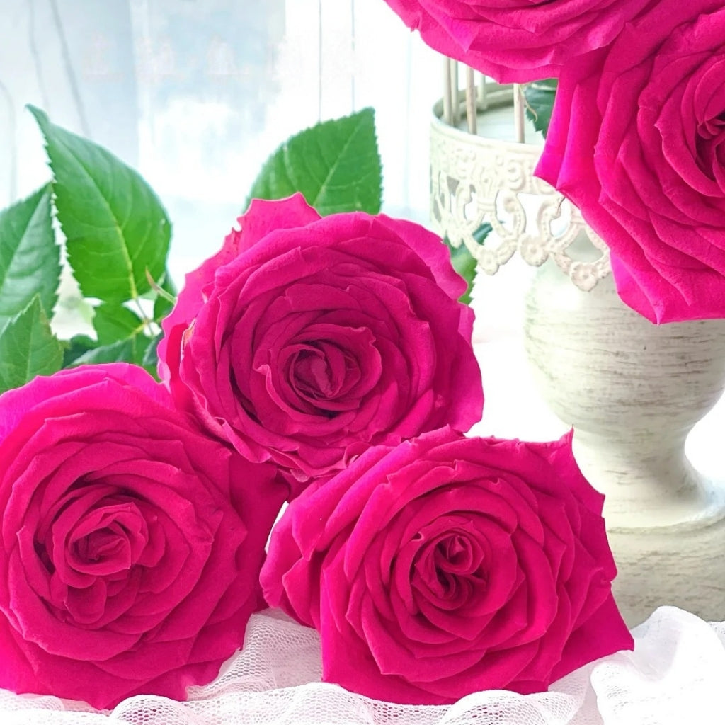 Good Vibes Rose