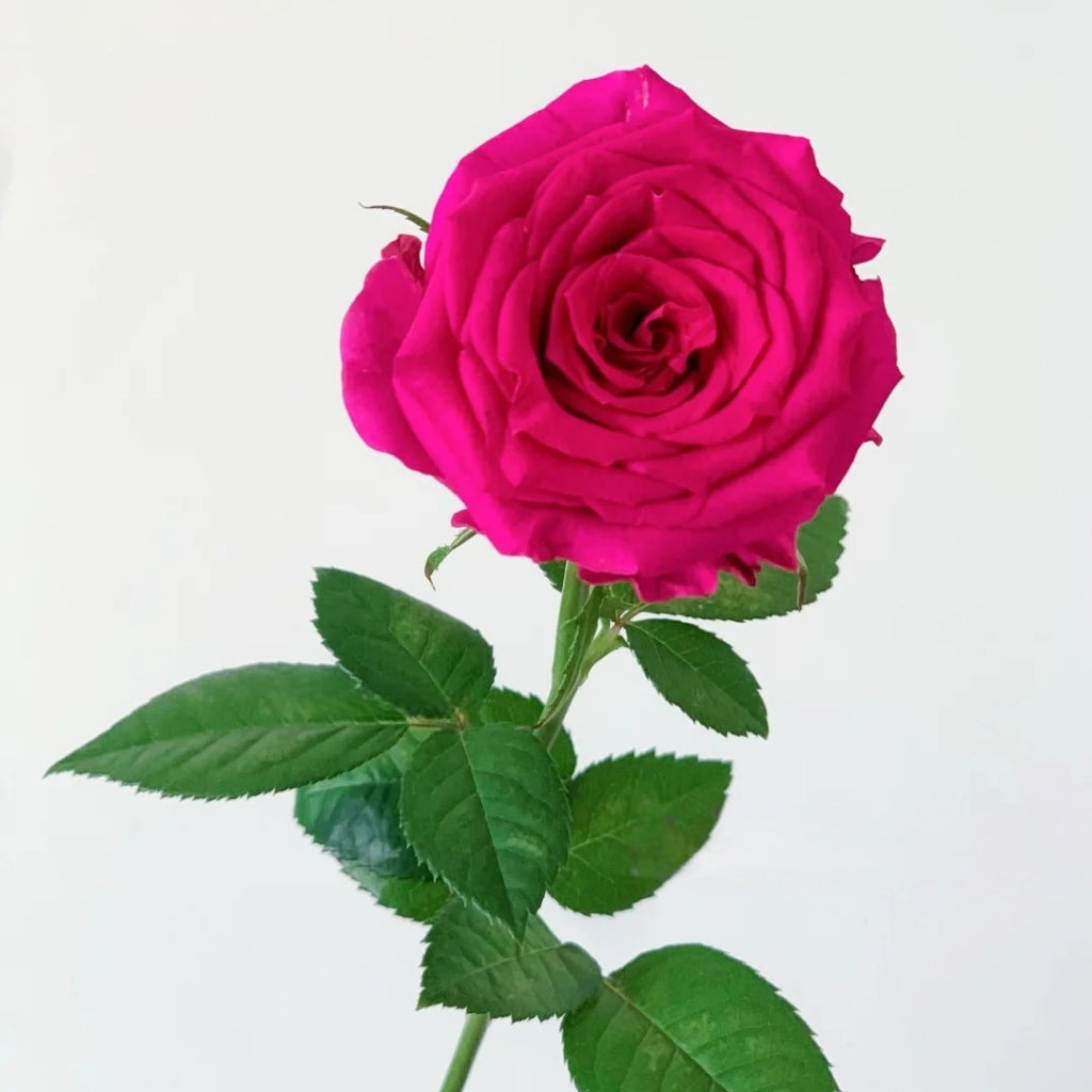 Good Vibes Rose