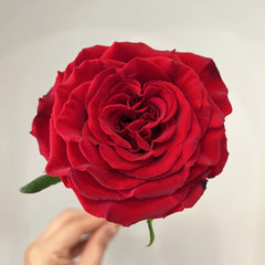 Grand Chateau Rose