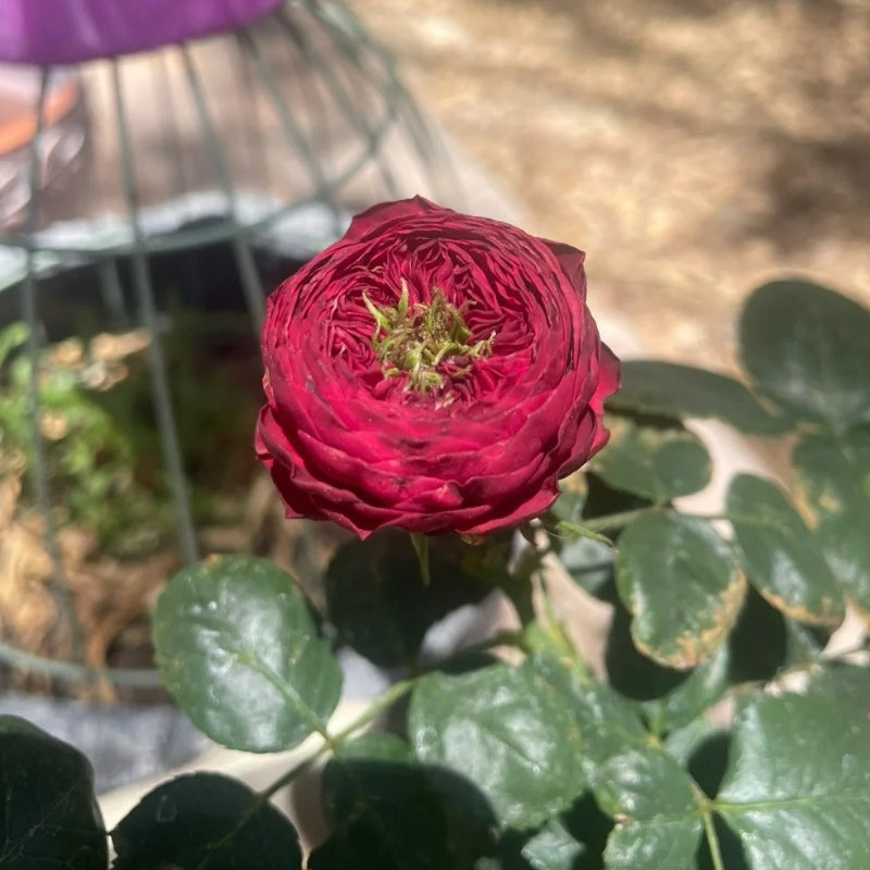 Grand Jubilee Rose-盛大庆典