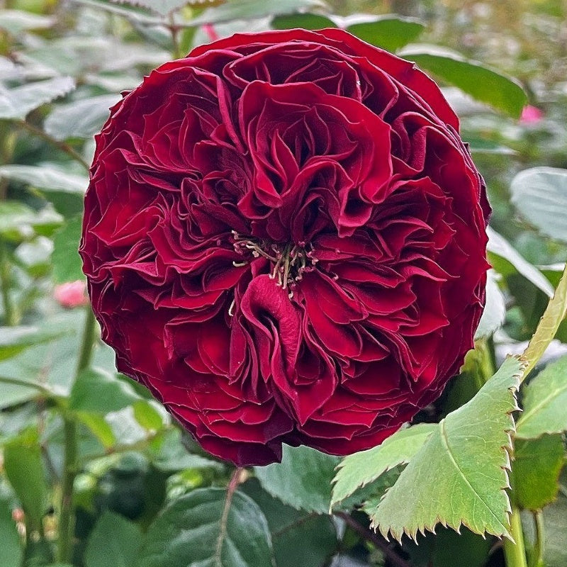 Grand Jubilee Rose-盛大庆典