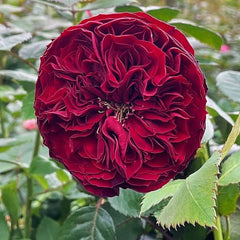 Grand Jubilee Rose-盛大庆典