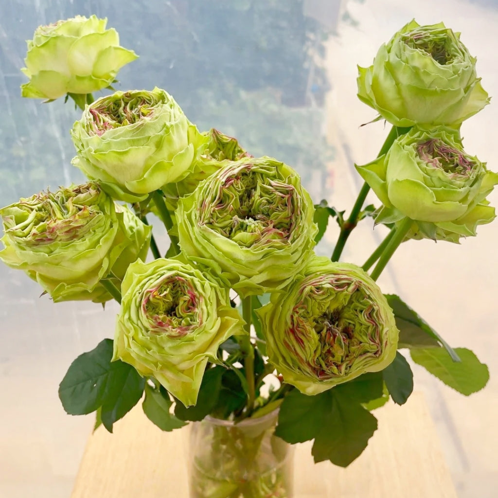 Green Eye Rose